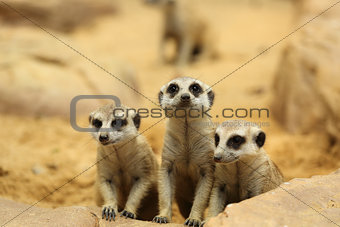 Lovely Meerkats looking 