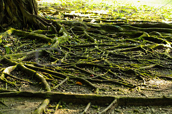 Close up Tree Roots background