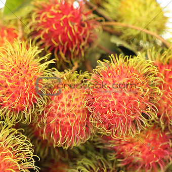 Rrambutan ,Tropical Fruit