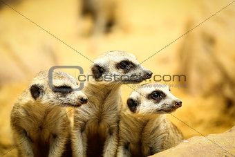Meerkats 