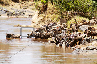Masai Mara Wildebeast and Zebras