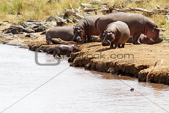 Masai Mara Hippos