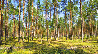 Pine Forest