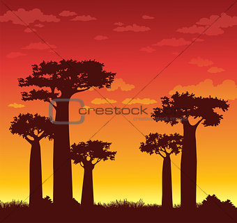 Baobabs and sunset. Madagascar.