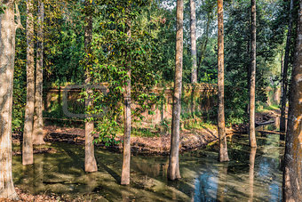 trees moat Angkor Thom Cambodia
