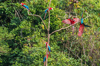 flock of macaws standing in a tree in the peruvian Amazon jungle