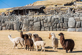 Alpacas  Sacsayhuaman ruins peruvian Andes  Cuzco Peru