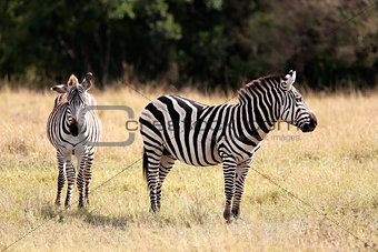 Grevy's Zebra Masai Mara reserve Kenya Africa