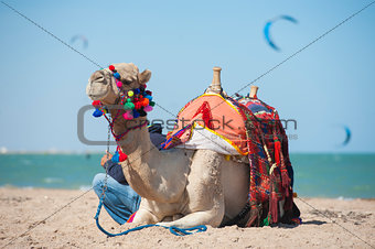 Camel on a beach with kite surfers