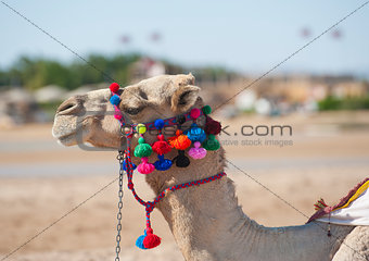 Head of dromedary camel with ornate bridle