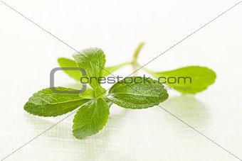 Stevia sugar leaf.