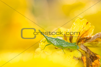 Marigolds or Tagetes erecta flower and grasshopper