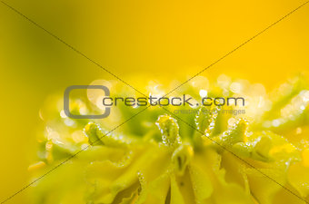 Marigolds or Tagetes erecta flower and water drops