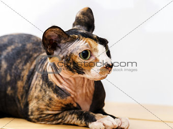 Rear sphinx cat with different colors skin