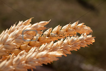 sheaf of wheat under the sun