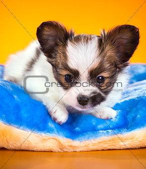 Puppy lying on the pillow