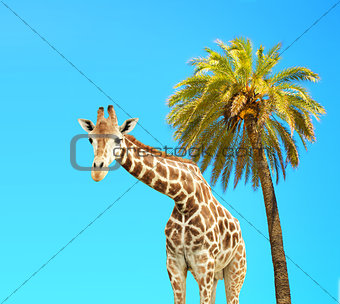 Coconut palm and giraffe