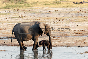 African elephants with baby elephant drinking at waterhole