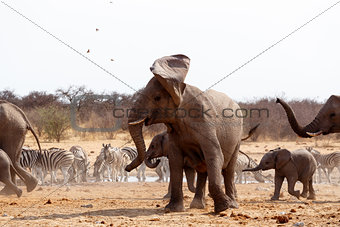 Angry Elephant in front of heard