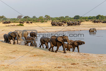 several heard of African elephants at waterhole