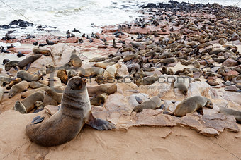 huge colony of Brown fur seal - sea lions in Namibia