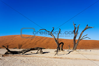 beautiful landscape of Hidden Vlei in Namib desert 