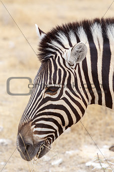 Zebra portrait. Burchell's zebra, Equus quagga burchellii.