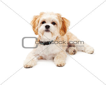 Adorable Maltese Mix Breed Dog Laying