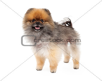 Adorable Pomeranian Dog Standing