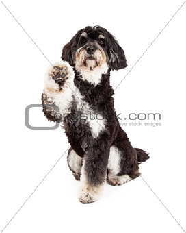 Adorable Poodle Mix Breed Dog Extending Paw