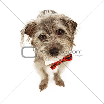 Adorable Small Terrier Wearing Bow Tie