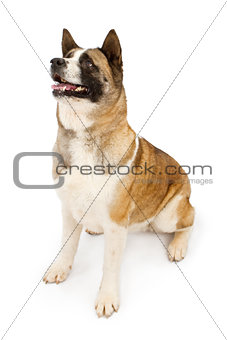 Akita dog looking to the side