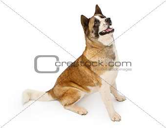 Large Akita dog sitting and looking up
