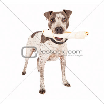 American Staffordshire Terrier With Bone