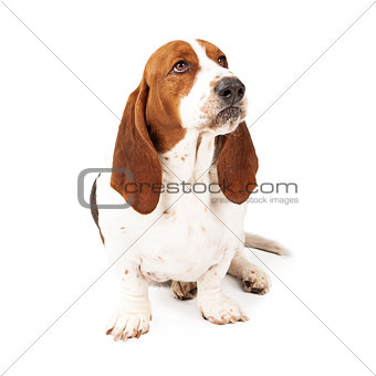 Angry Basset Hound Scowling