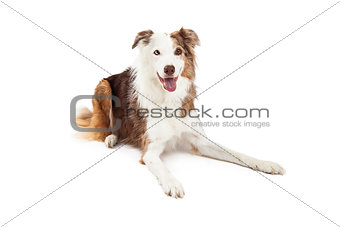 Attentive Border Collie Dog Laying