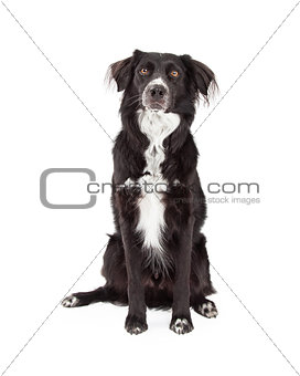  Attentive Border Collie Mix Breed Dog Sitting