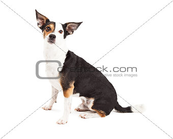 Attentive Chihuahua and Terrier Mixed Breed Dog Sitting