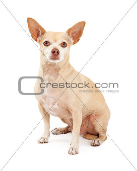 Attentive Chihuahua Dog Sitting