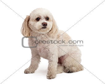 Attentive Maltese And Poodle Mix Breed Dog Sitting