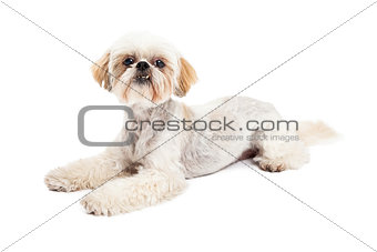 Attentive Maltese and Poodle Mix Dog Laying