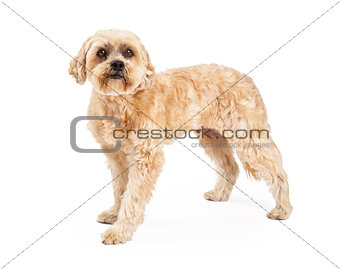 Attentive Maltese and Poodle Mix Dog Standing