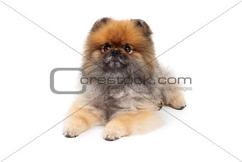 Attentive Pomeranian Dog Laying