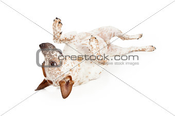 Australian Cattle Dog Laying on Back