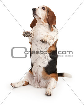 Basset Hound Dog Sitting Up