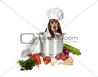 Basset Hound Dog in Big Cooking Pot