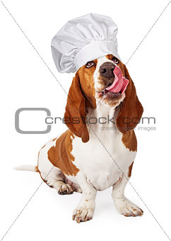 Basset Hound Wearing Chef Hat Licking Lips