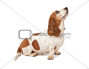 Basset Hound Dog Looking for a Treat