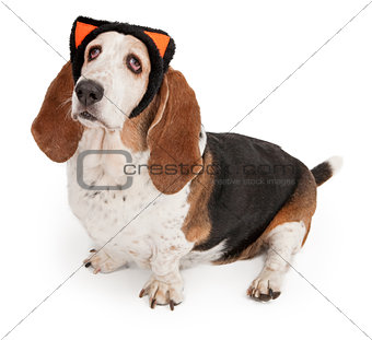 Basset Hound Dog Wearing Cat Ears