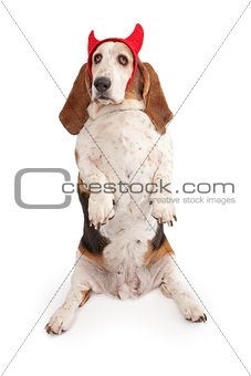 Basset Hound Dog wearing devil horns 